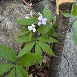 Cardamine heptaphylla Floro