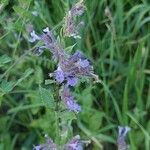 Nepeta grandiflora Flor