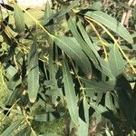Eucalyptus parvula Hoja