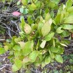 Vaccinium arboreum Leaf