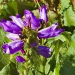 Campanula latifoliaBlomst