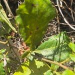 Commiphora africana Folha