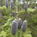 Abies balsamea 果
