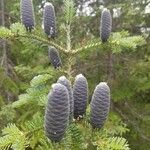 Abies balsamea Плод