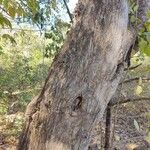 Vitex polygama Bark
