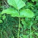 Rubus saxatilis Folha