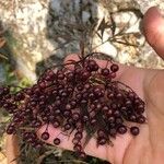 Sambucus racemosa Fruit