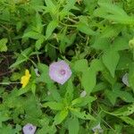 Ipomoea cordatotrilobaКвітка