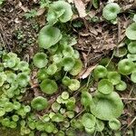 Umbilicus rupestris Leaf