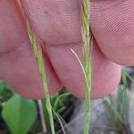 Festuca ambigua Natur