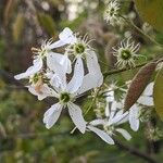 Amelanchier × lamarckii Fiore