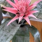 BromeliadFlower