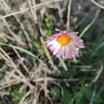 Bellis sylvestris花