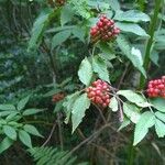 Sambucus racemosa Ffrwyth