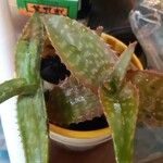 Aloe maculata Лист