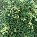 Alchemilla alpina عادت داشتن