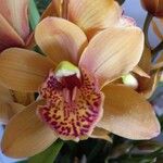 Cymbidium devonianum Квітка