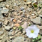 Cerastium latifoliumLorea