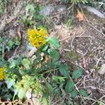 Solidago virgaureaÇiçek