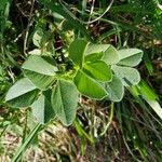 Vicia johannis Blatt