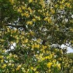 Hymenosporum flavum Flower