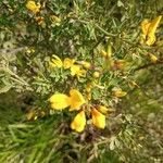 Cytisus spinosus Leht