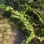 Acacia paradoxa Leaf