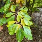 Fagus sylvaticaBlatt