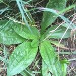 Plantago australis Deilen