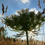 Daucus muricatus Květ