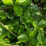 Rubus hispidus Leaf