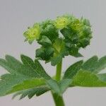Alchemilla xanthochlora Ліст
