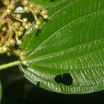 Leandra grandifolia List