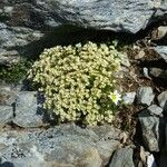 Saxifraga muscoides Fula