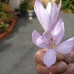 Colchicum autumnaleFlor