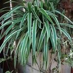 Chlorophytum comosum 葉