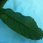Quiina guianensis Leaf