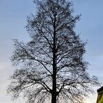 Alnus glutinosa Vivejo