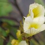 Sisyrinchium striatum Fleur