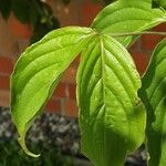 Cornus kousa 叶