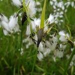 Eriophorum latifolium Květ