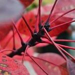 Cotinus coggygria Bark