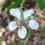 Rubus canescens 花