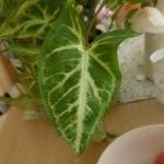 Syngonium angustatum Лист