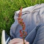 Rumex acetosaFlor