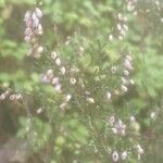 Calluna vulgaris Fleur