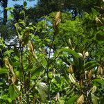 Magnolia globosa Levél