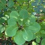 Cotinus obovatus Leaf