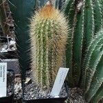 Pilosocereus chrysostele Hoja