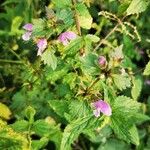 Lamium maculatumRinde